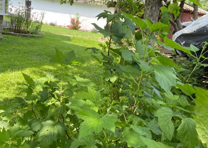 别墅 карпатський затишок 韦尔霍维纳